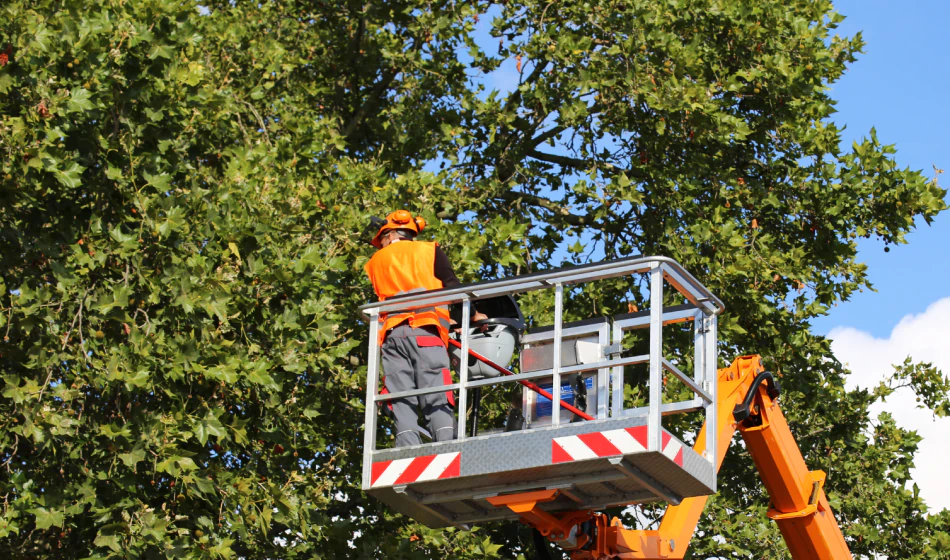 Tree Trimming